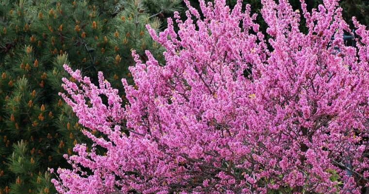 Cercis Siliquastrum or Tree of Judah: where the apostle chose to die